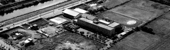 Sap1.jpg (36027 bytes)