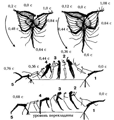 p14_pic1.jpg (42229 bytes)